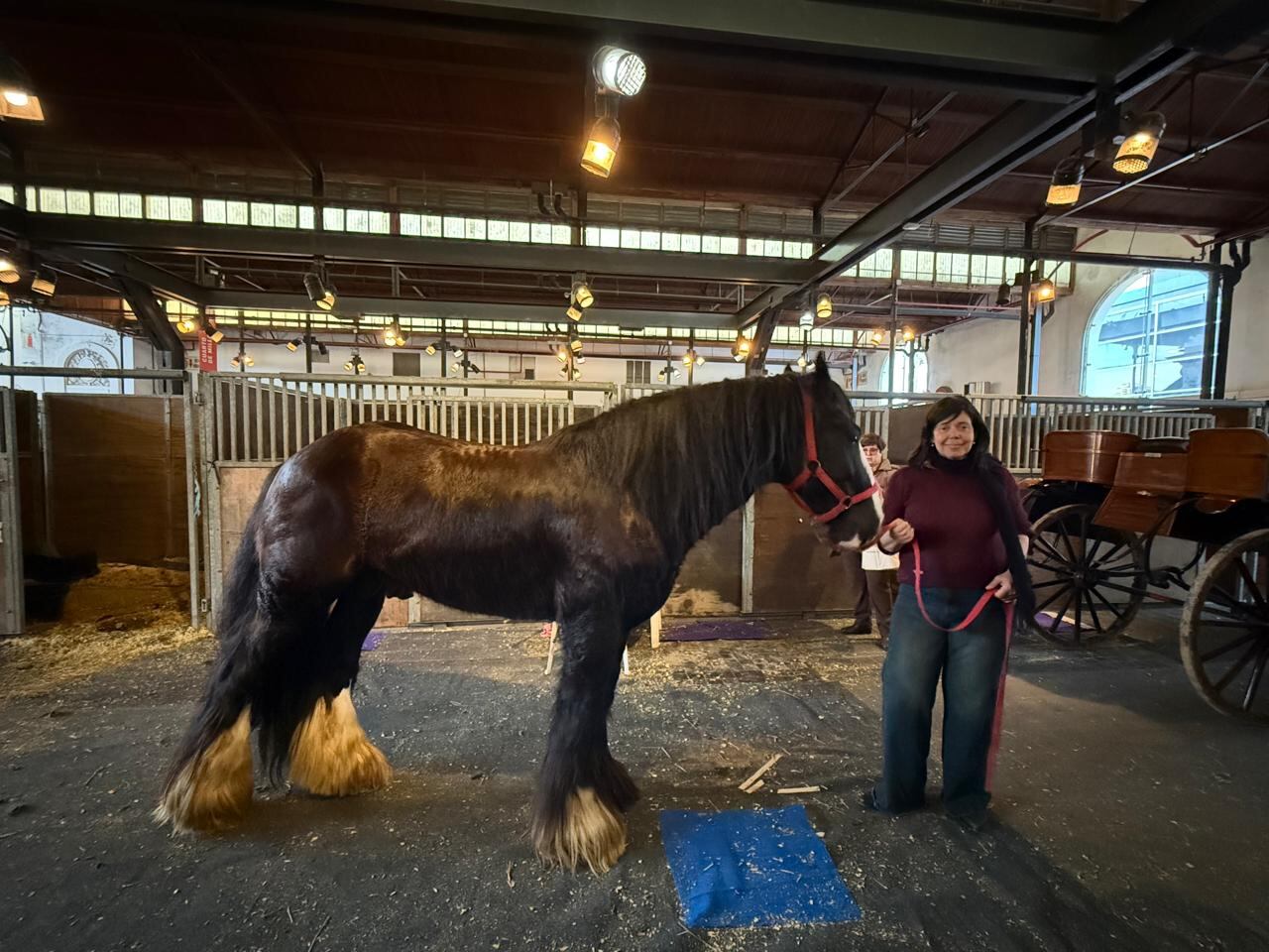 La visión de Burgos no es solo genética; su propósito va mucho más allá: fundar un centro terapéutico, educativo y recreativo familiar: “Mi sueño es mostrar la esencia de esta raza; es un caballo pensado para acercar el mundo ecuestre a quienes no tienen experiencia, ni campo, ni habilidades previas