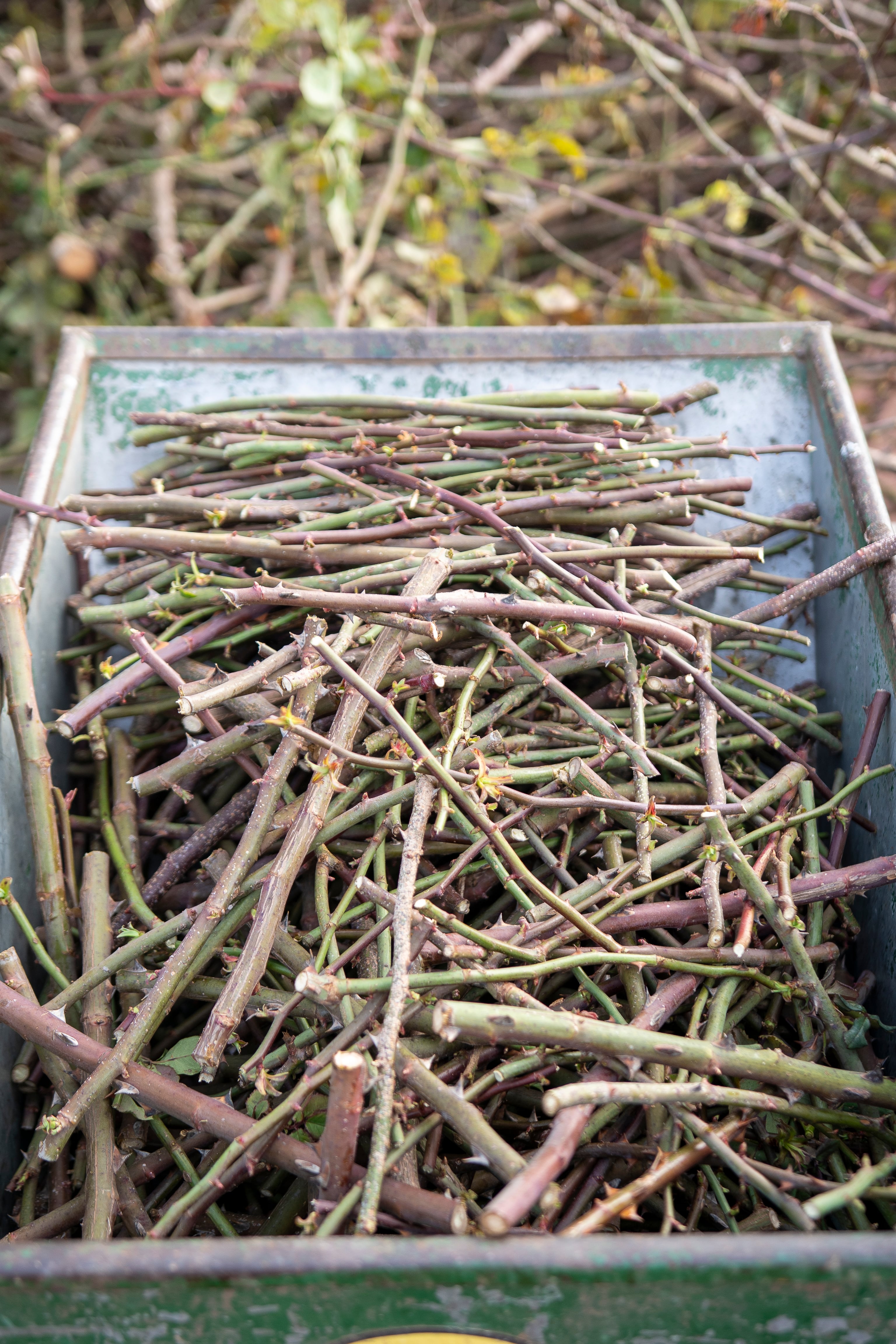 El Rosedal de Palermo regala esquejes: cuándo y dónde retirarlos y el paso a paso para plantar un rosal en casa 7 Los esquejes son cuidadosamente recolectados