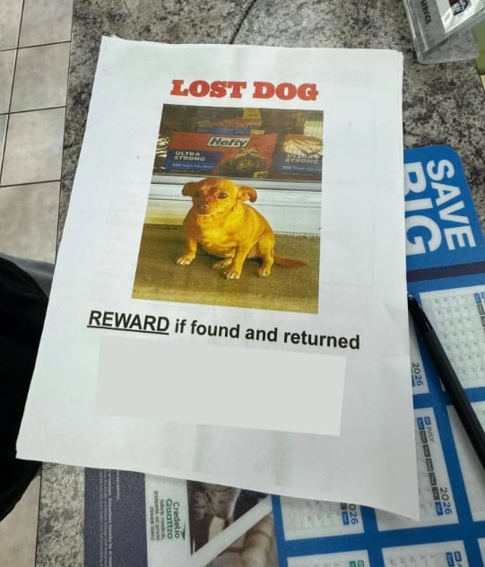 Con carteles, las rescatistas buscaron a sus dueños (Foto: The Dodo)