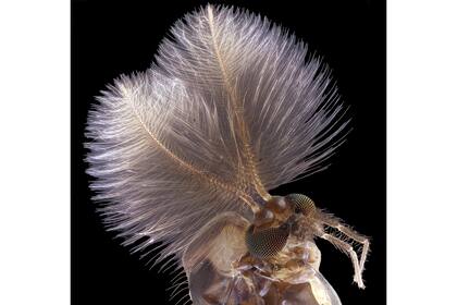 4. Mosquito macho (Jan Rosenboom, Alemania)