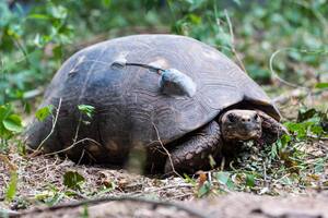 Un grupo de tortugas yabotí fue liberado en El Impenetrable para salvar la especie