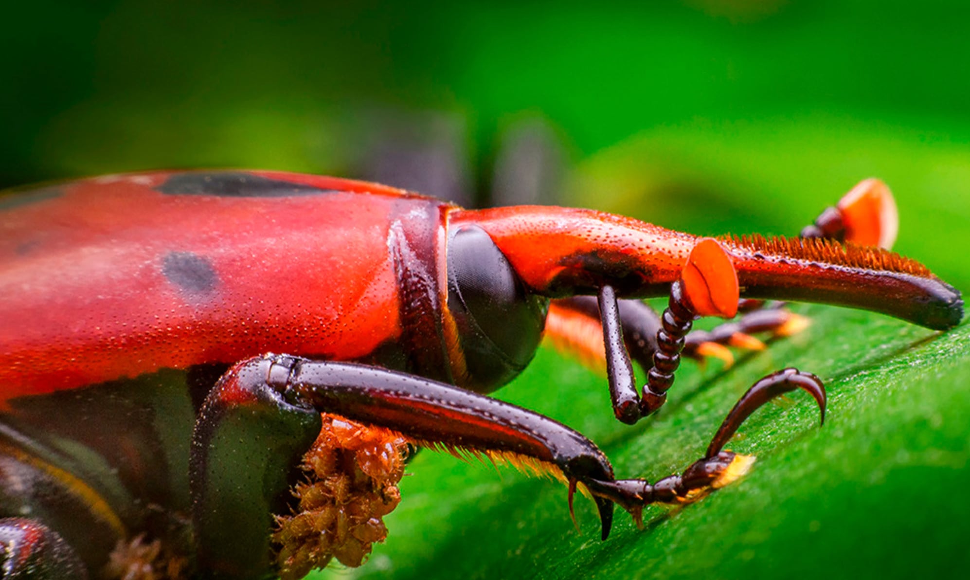 “Plaga global”: declararon la emergencia fitosanitaria por el picudo rojo de las palmeras