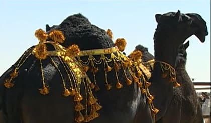 43 camellos fueron descalificados del concurso (Foto: Captura de video)