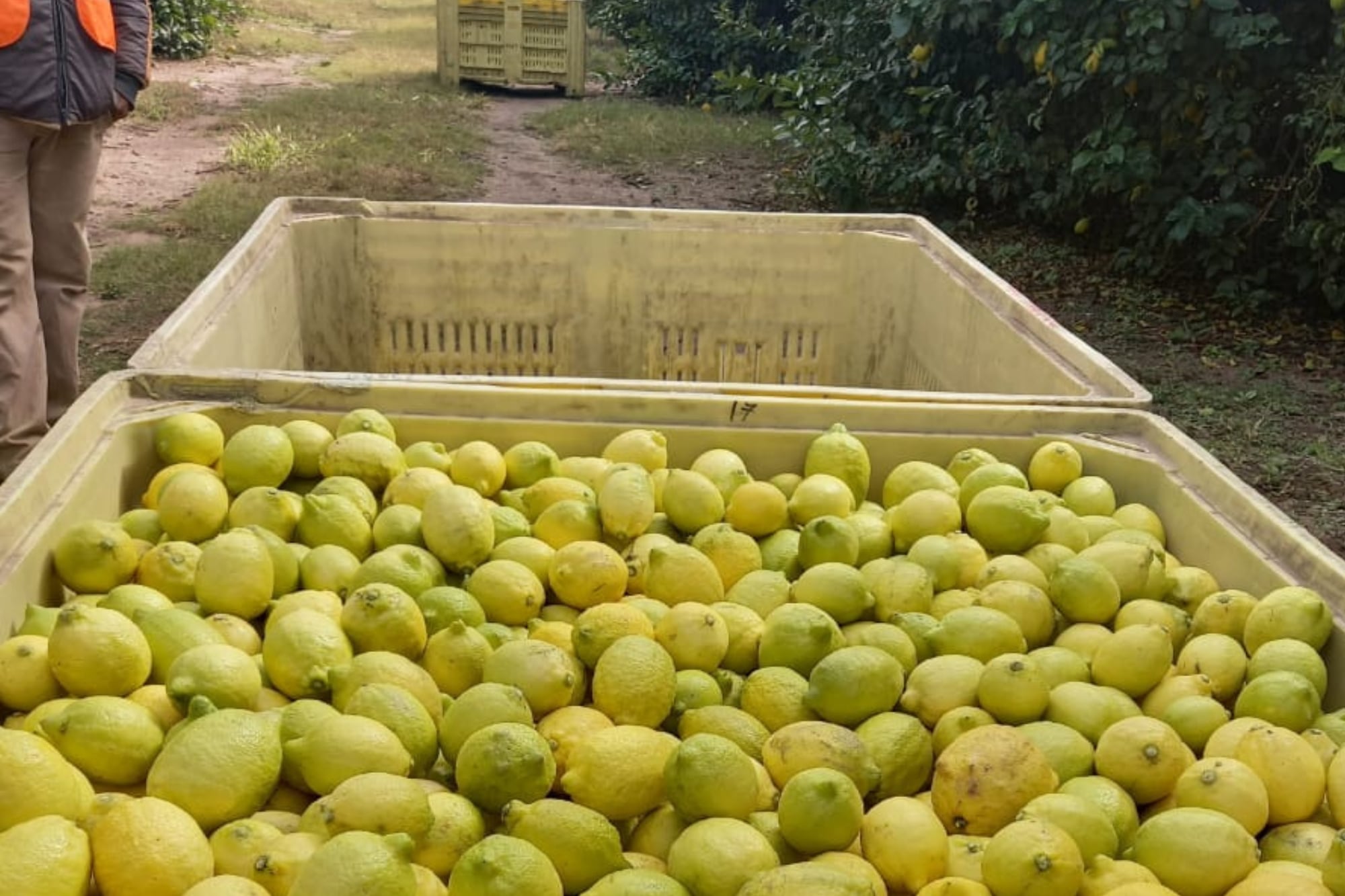La limonada fue reconocida oficialmente como bebida estatal durante la 56.ª Legislatura de Arizona
