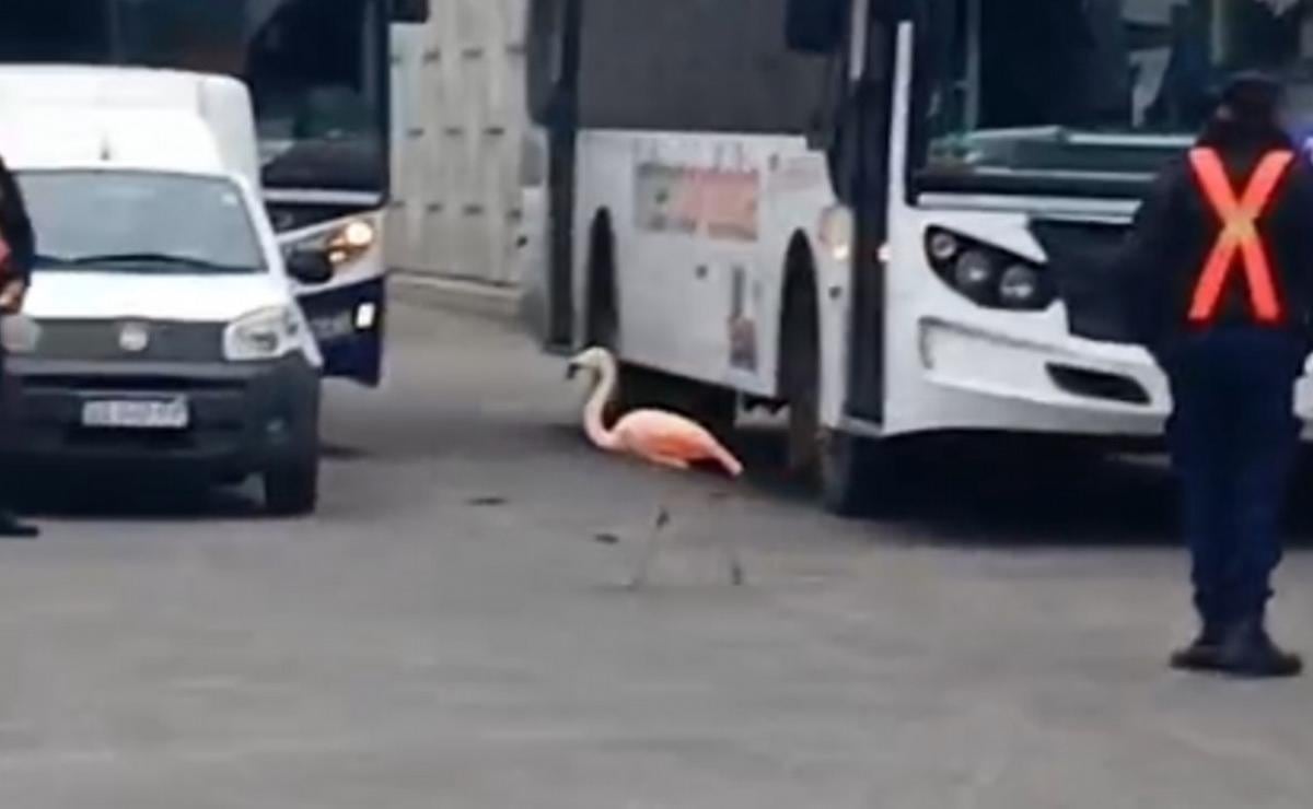 Un flamenco se escapó en Córdoba y sorprendió a los pasajeros de la terminal de micros