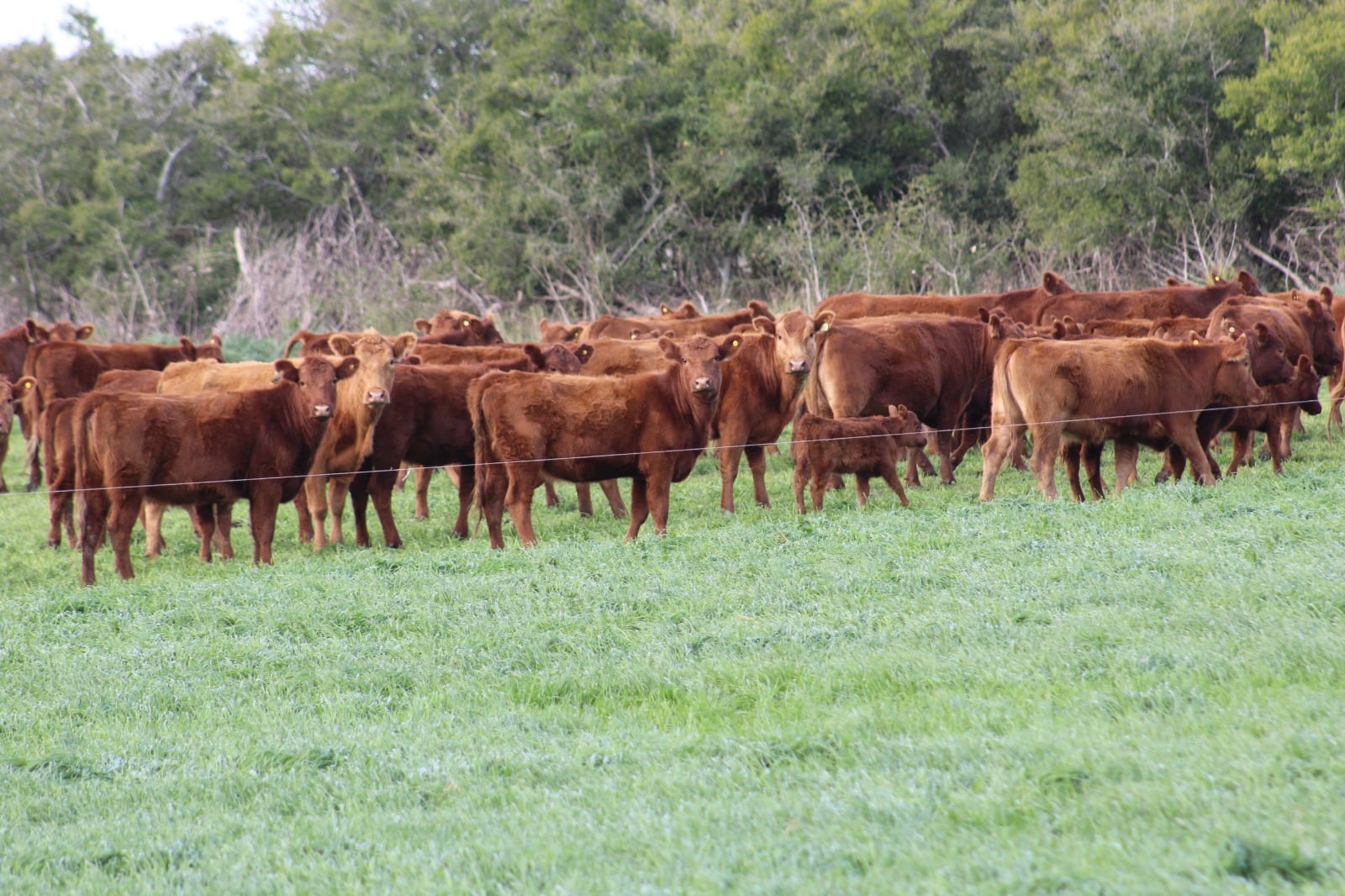 Para lograr una ganancia de peso óptima de la recría de 500 a 800 g/ternero/día, se requiere consumir, en promedio, de alimento seco ±6,5 kg de materia seca (MS), ±800 g de proteína bruta y ±18 Mcal de energía metabolizable, en todos los casos por ternero y por día
