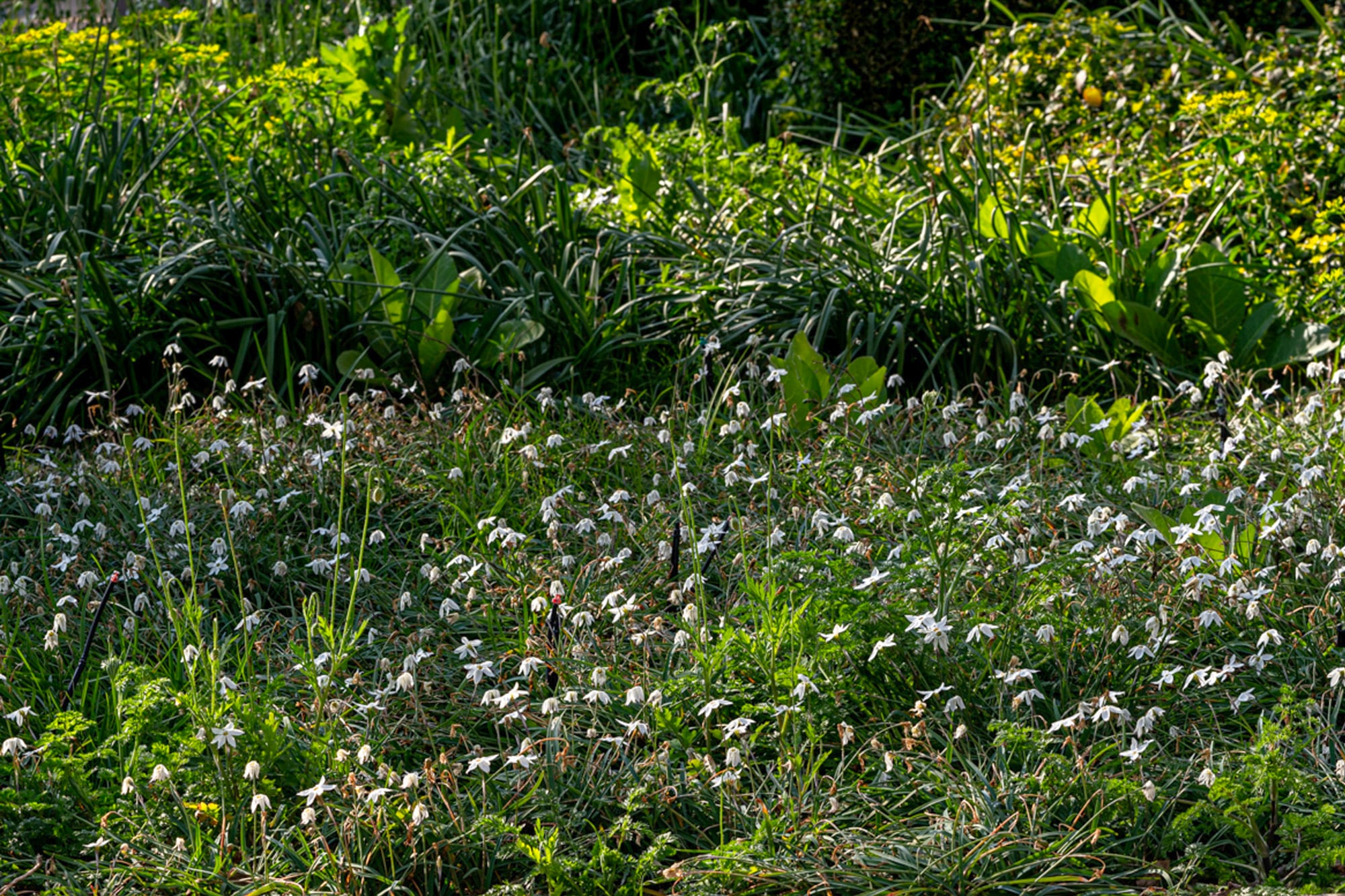 Pequeña, delicada y muy resistente, Ipheion uniflorum florece a fines del invierno y principios de la primavera, aportando color cuando el jardín todavía despierta del frío