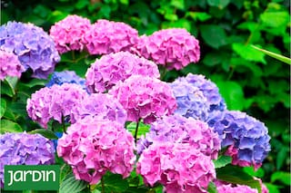 Cuáles son las flores que vuelven a estar de moda, siempre remiten al verano y no pasan inadvertidas