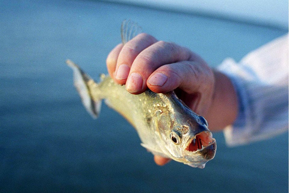 Ataque de palometas: cuáles son las playas donde hubo heridos y recomiendan no bañarse