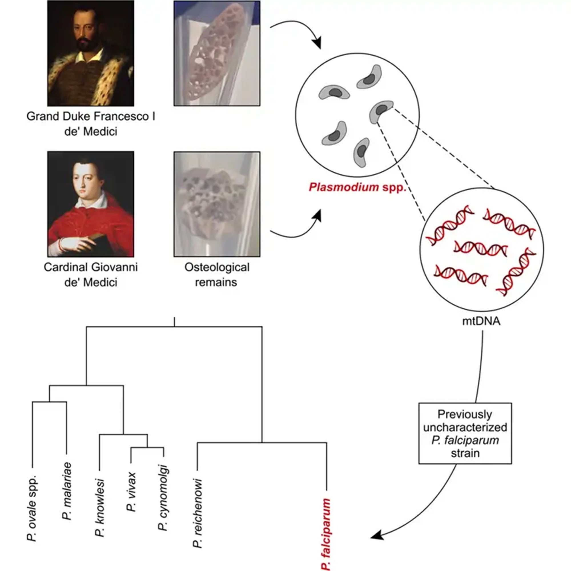 Los rastros de cepas de la malaria que encontraron en los restos de los hermanos Médici