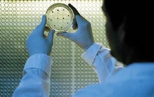 Biotecnología: el Gobierno actualizó las reglas para aprobar microorganismos genéticamente modificados y fijó plazos de hasta 90 días para evaluarlos