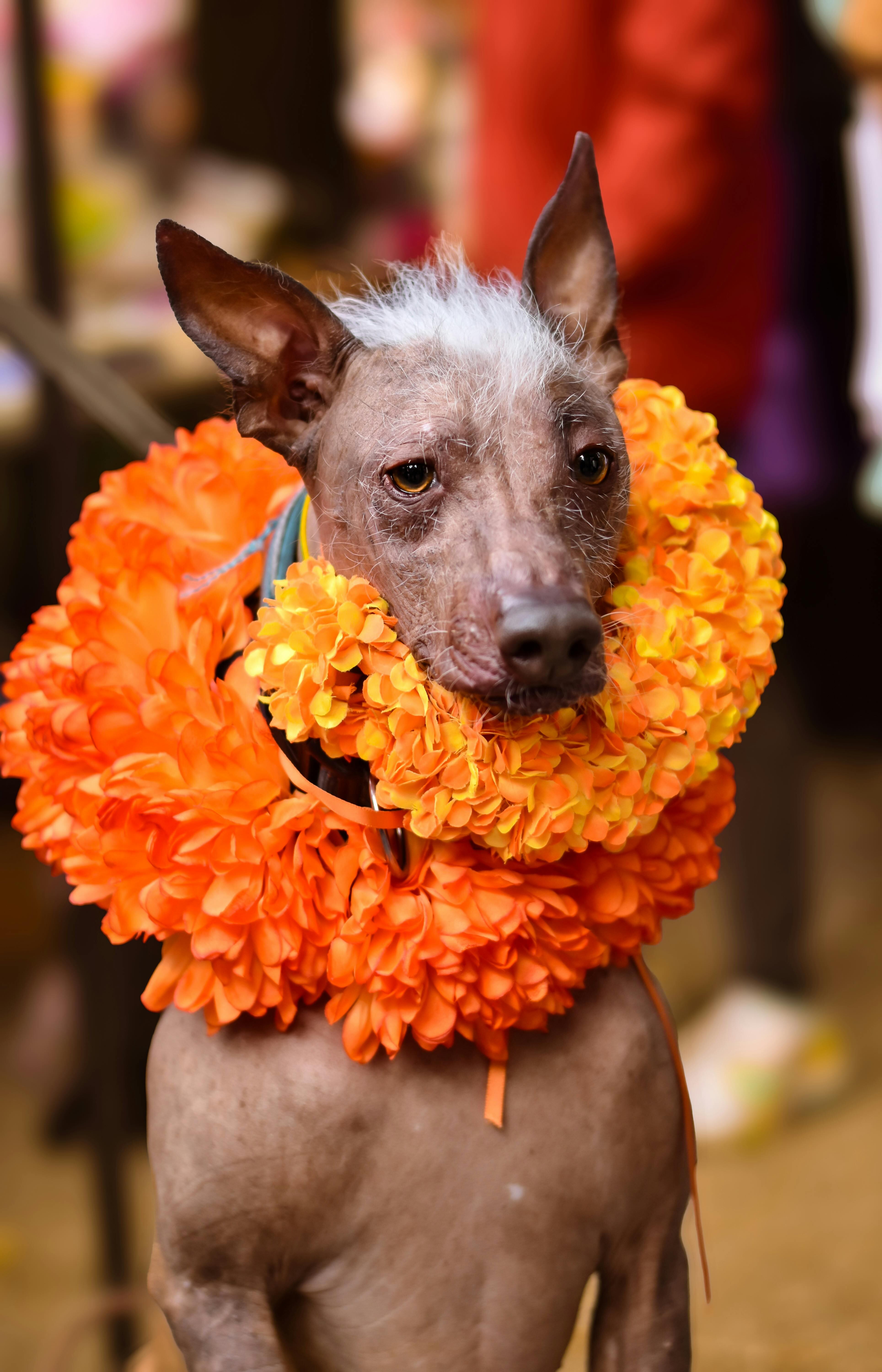Las ofrendas a las mascotas fallecidas deben incluir flores y elementos favoritos del animal (Pexels/Yessi Trex)