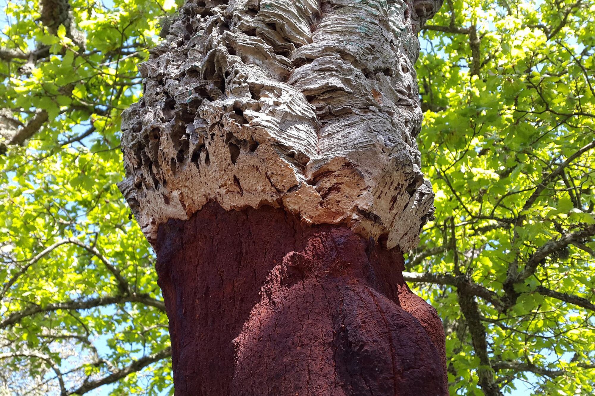 Este proceso se realiza por profesionales de modo tal que el árbol no sufra.