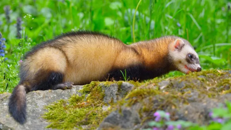 Su cuerpo largo y delgado y su naturaleza curiosa les permite meterse en agujeros y túneles, algo que los humanos y muchos perros no pueden hacer bien