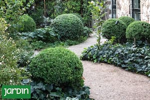 Por qué los paisajistas siguen eligiendo esta planta para dar estructura al jardín