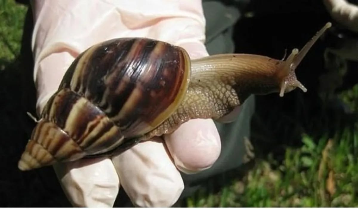 Apareció un caracol gigante y peligroso en Tucumán: qué dijo el Senasa