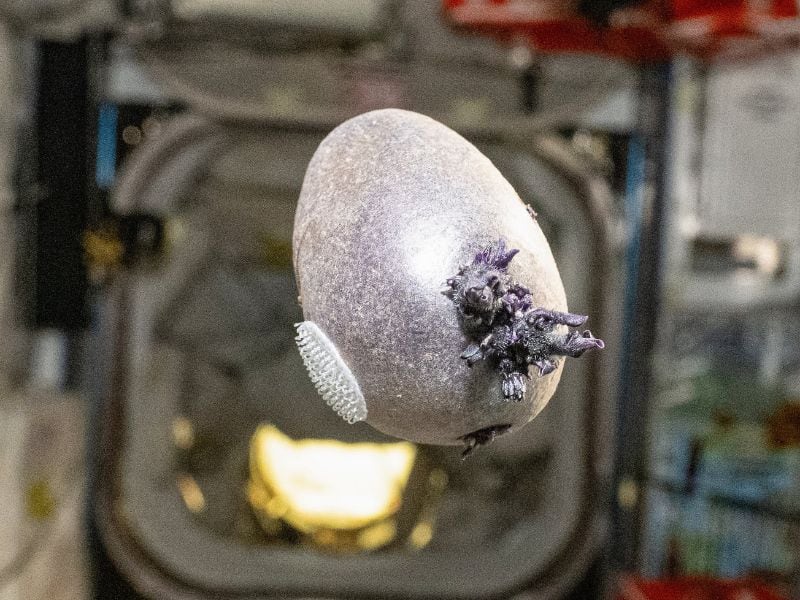 Astronauta Publica Foto De Papa En El Espacio Y Desata Teorías Alienígenas