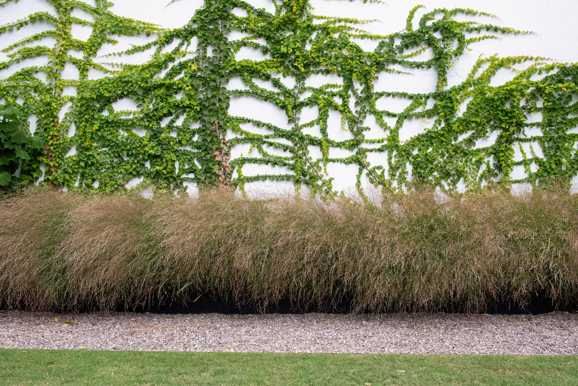 Las texturas del follaje construyen interés visual incluso cuando no hay flores
