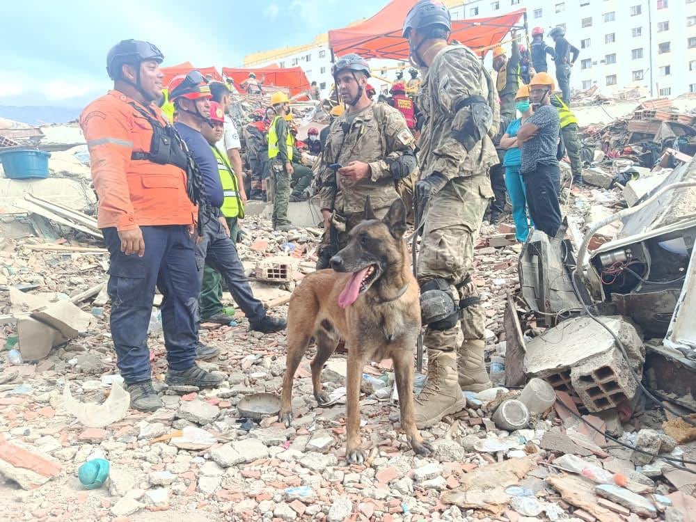 Bart, el perro rescatista argentino que ayudó a salvar a dos chicos atrapados bajo los escombros en Venezuela