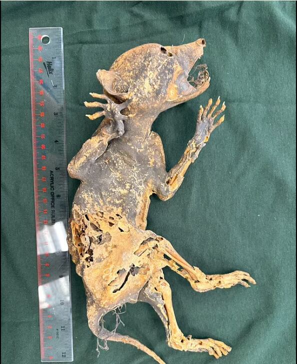 Los investigadores aún no lograron dar con la especie. (Foto: gentileza Jerielle Cartales)
