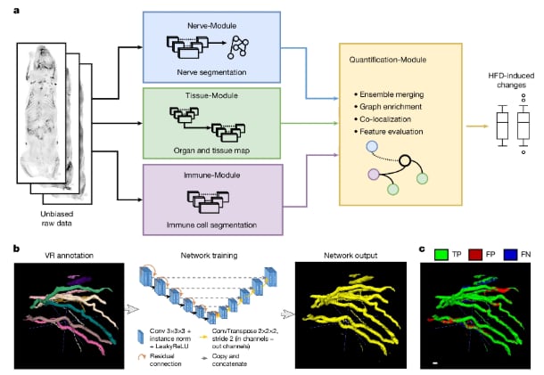 Esquema del sistema MouseMapper: integra módulos de inteligencia artificial para detectar nervios, células inmunes y tejidos y cuantificar cambios en todo el cuerpo