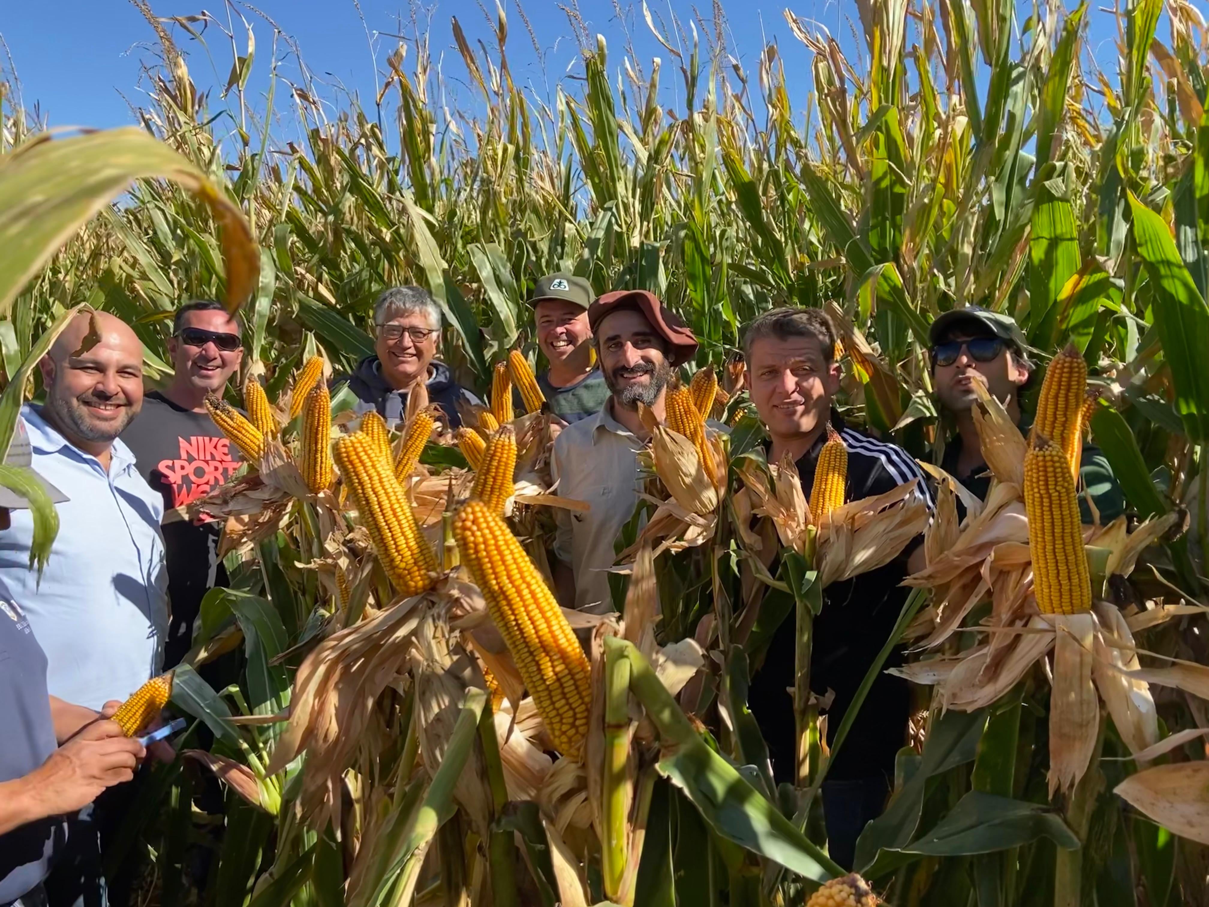 Productores de maíz rionegrinos