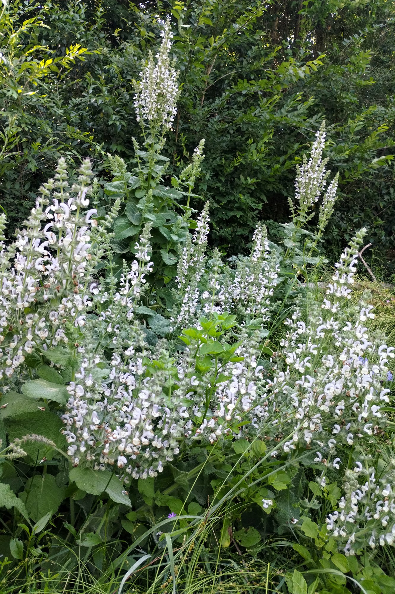 Salvia desoleana, perfecta para suelos secos y sol pleno