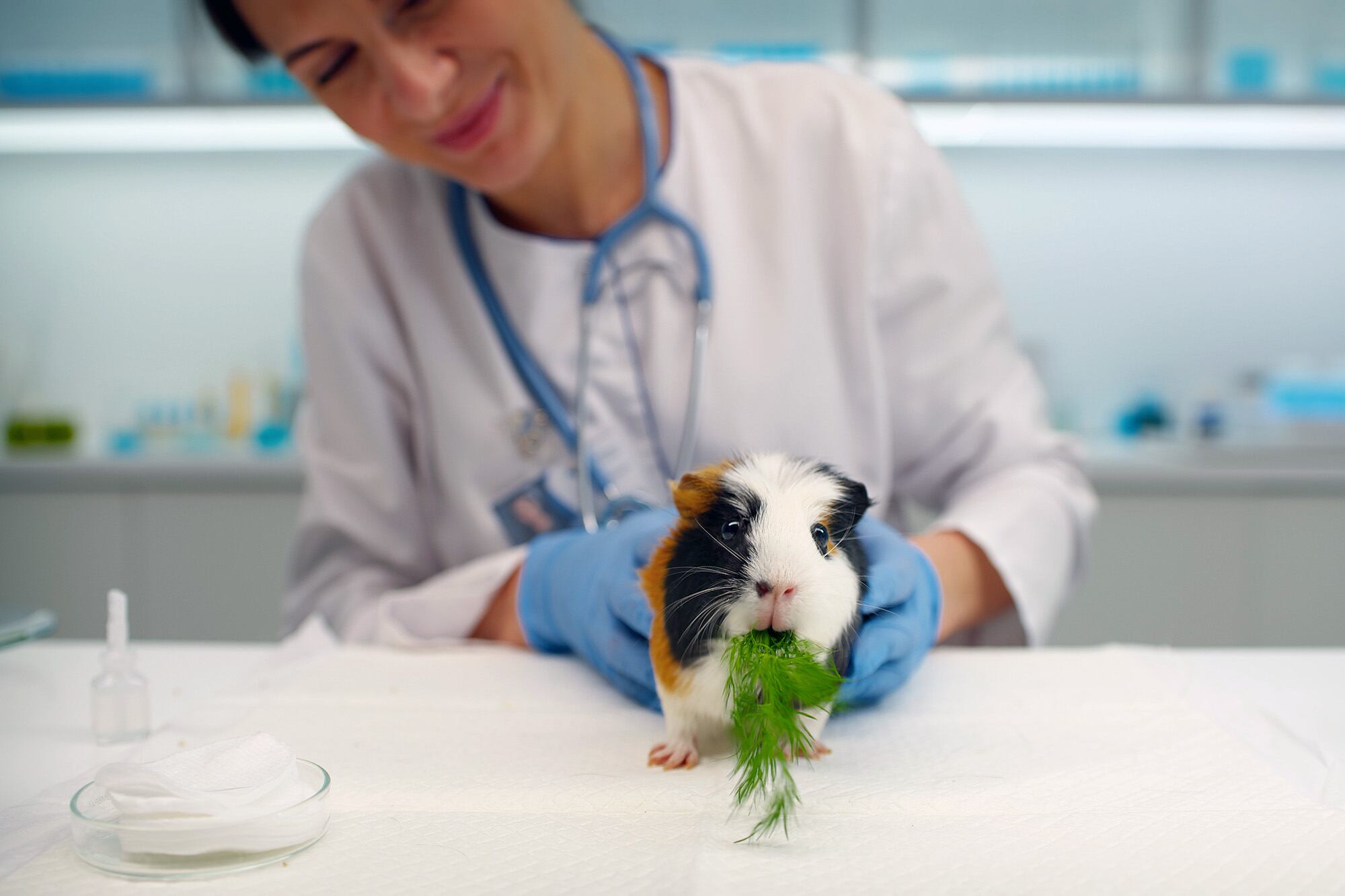 A partir de plantas y hongos, la fitomedicina busca mejorar el bienestar integral de los animales