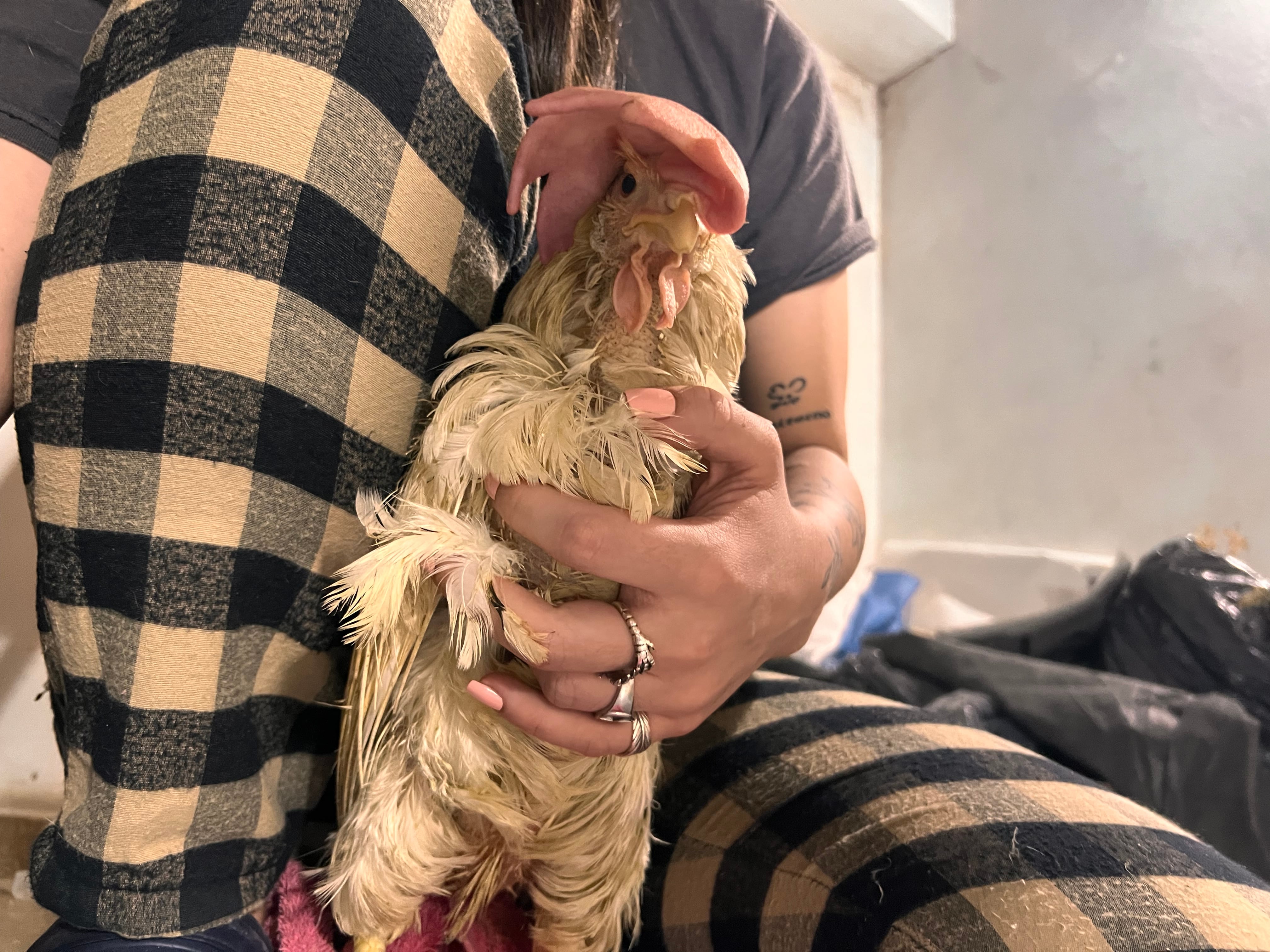 Estaba inmóvil cuando la encontraron, la descartaron de la industria y fue víctima de un cruel ritual: “Las esperanzas eran pocas”