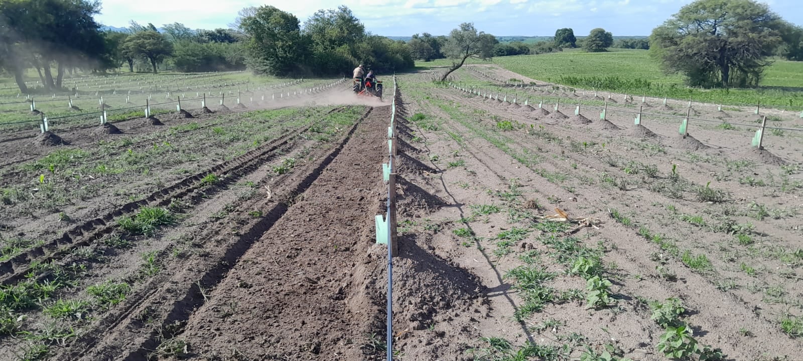 La producción de trufas lleva un trabajo previo de entre tres y cuatro años