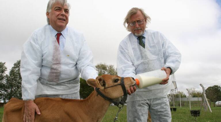 Crean vacas capaces de producir insulina - LA NACION