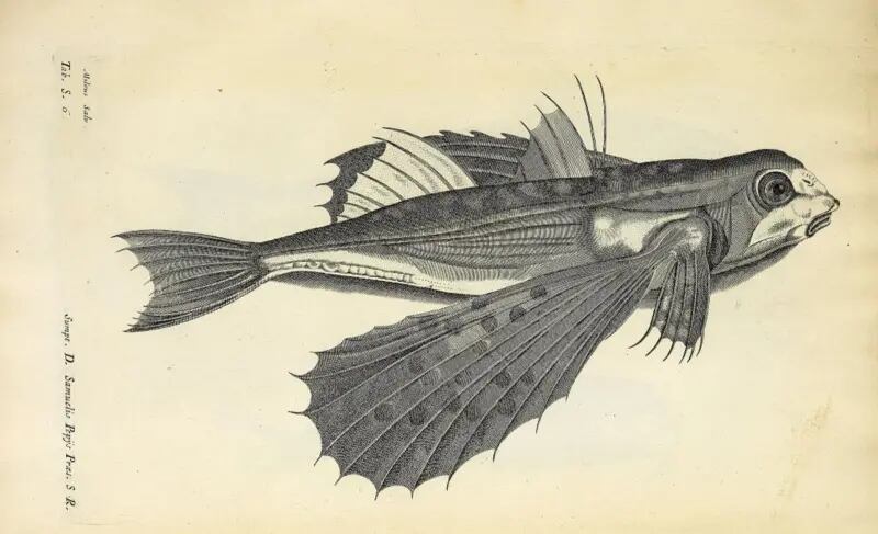 Aunque la obra en la que apareció este pez es hoy prácticamente olvidada, se consideró pionera en su momento