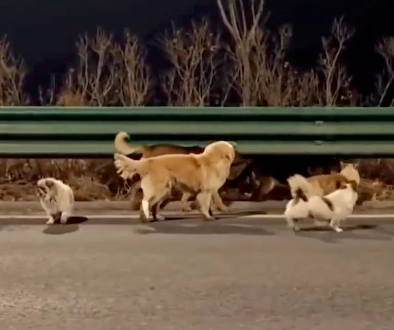 Siete Perros Escapan De Traficantes Chinos Y Caminan 17 Km A Casa