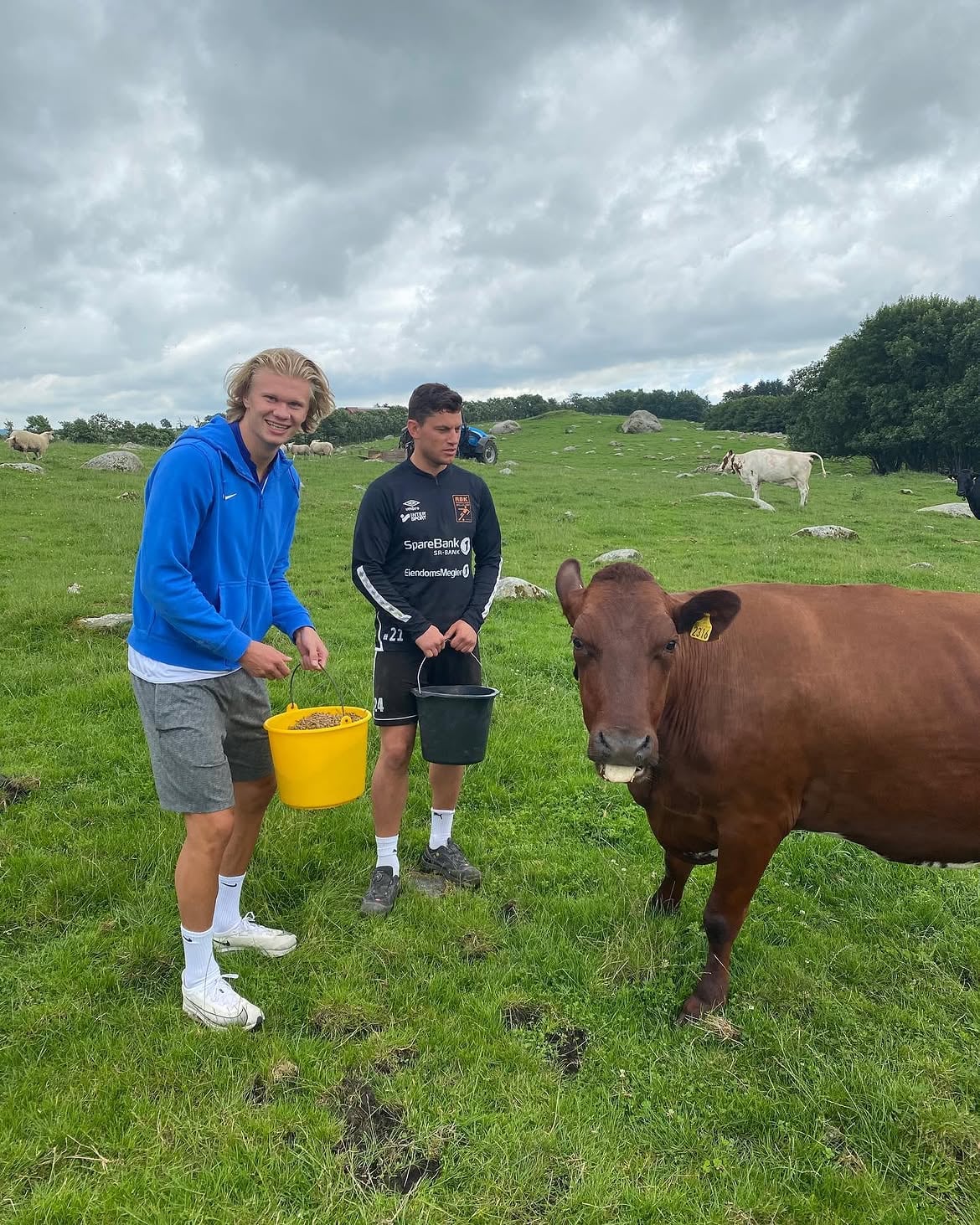 Erling Haaland alimentando los animales