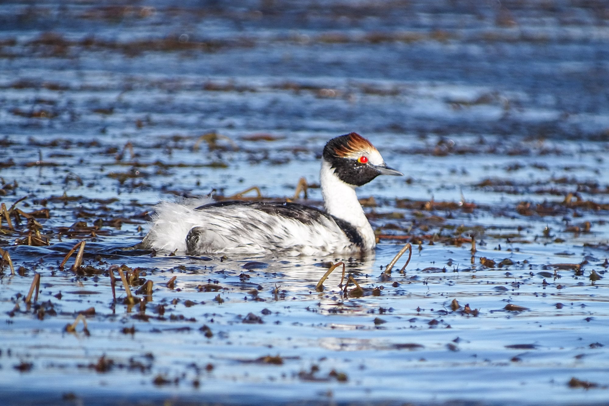 El macá tobiano está en peligro crítico de extinción.