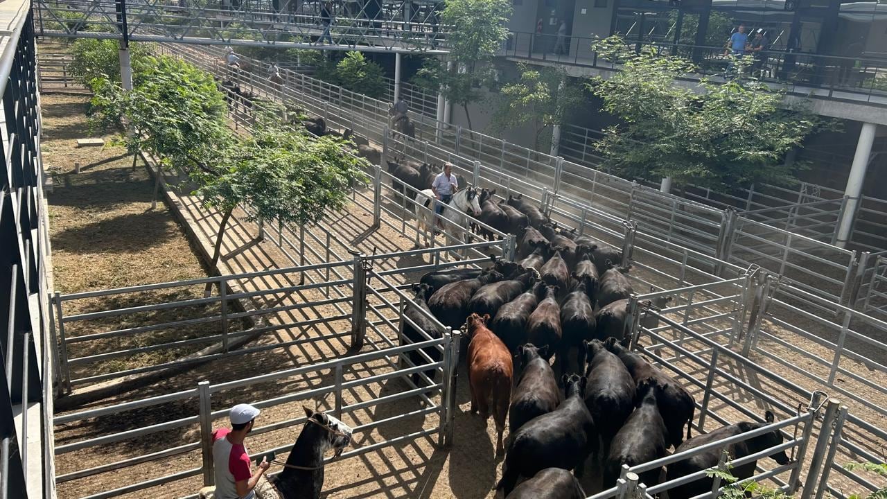 Los mejores valores de la rueda para los lotes livianos fueron en novillitos de 309 kilos que se pagó $3600