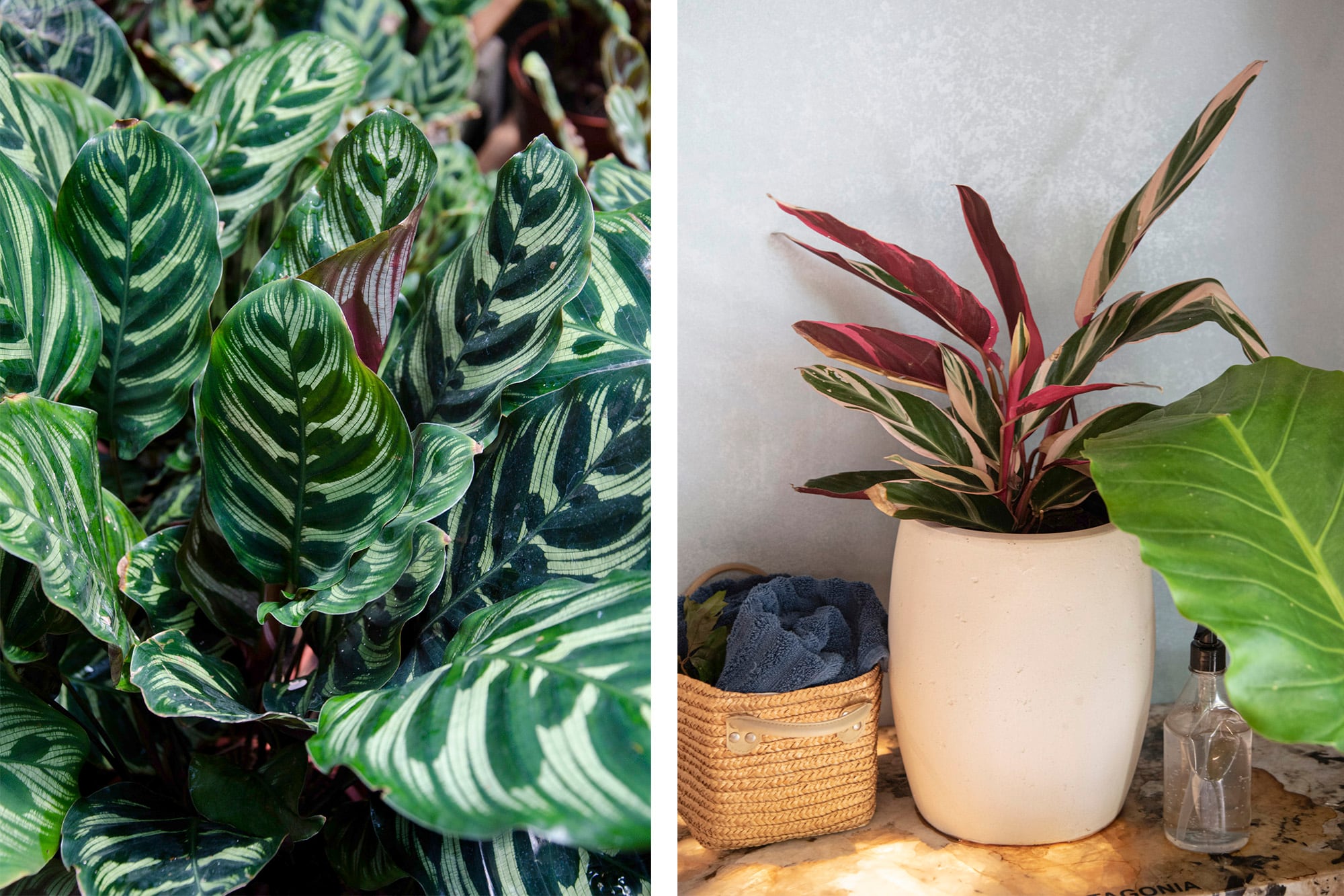 Otras especies que sufren con la falta de humedad son la Goeppertia makoyana y Calathea makoyana