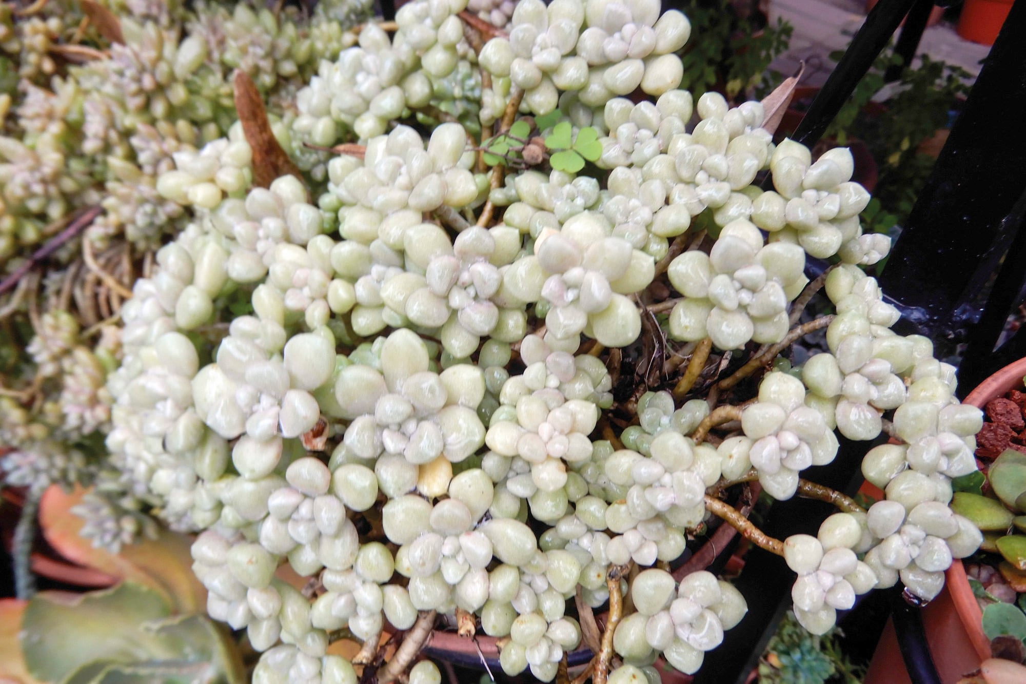 Graptopetalum mendozae