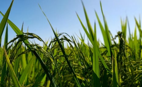 Al reactivar este “código original de la naturaleza”, consiguen que cultivos comerciales que normalmente mueren tras una cosecha puedan rebrotar temporada tras temporada a partir de una única siembra