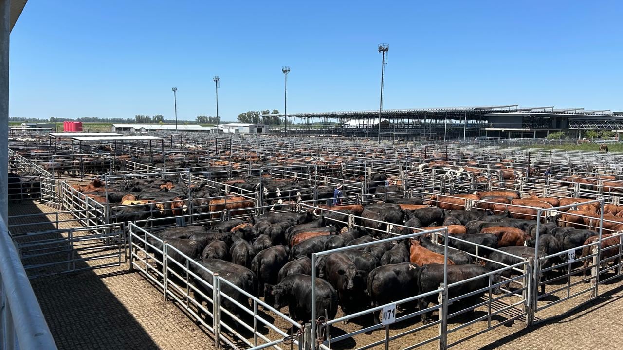 Vacunos: demanda tranquila y precios en baja en el Mercado Agroganadero de Cañuelas
