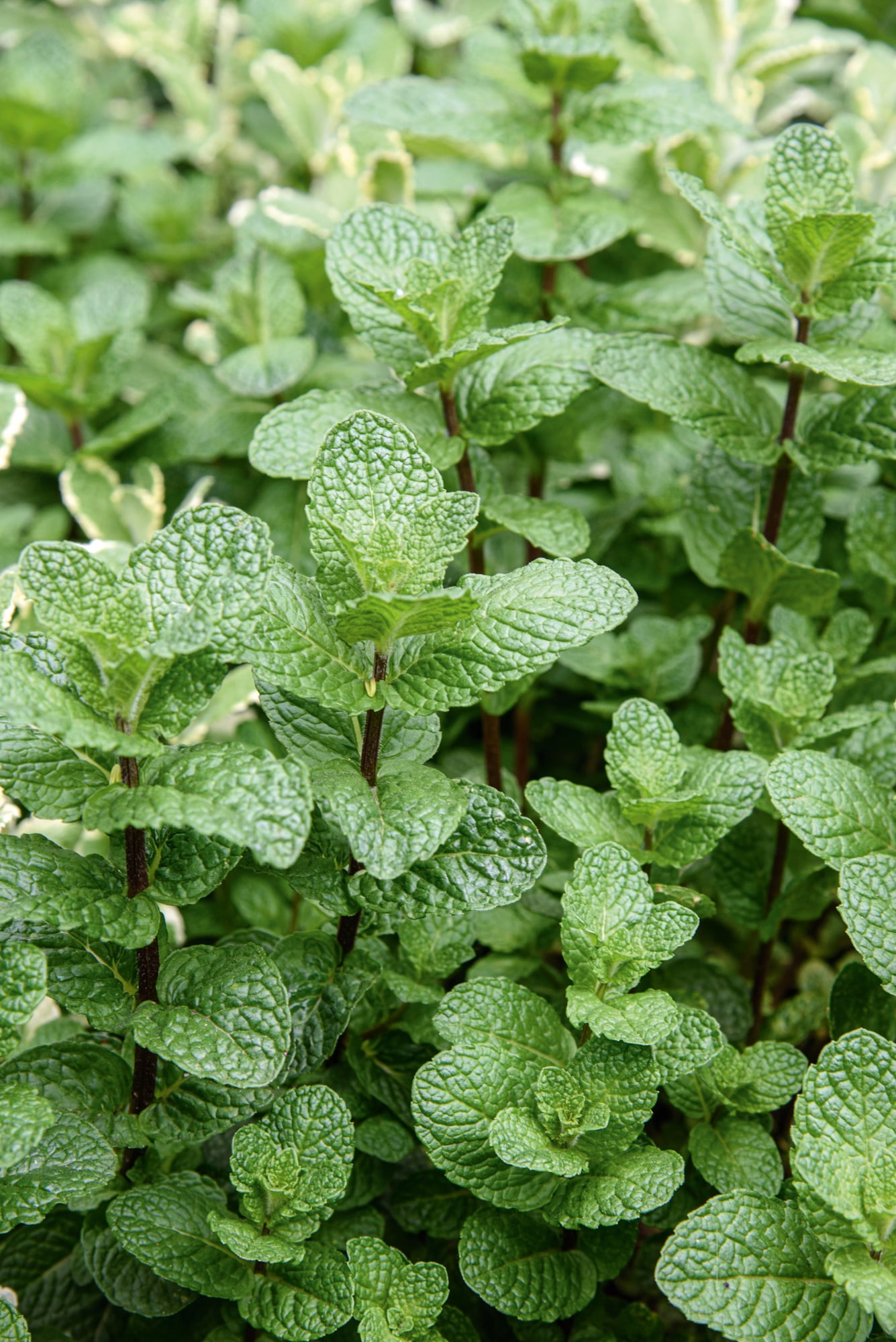 La menta crece fácilmente, aunque no convive bien con cualquier planta