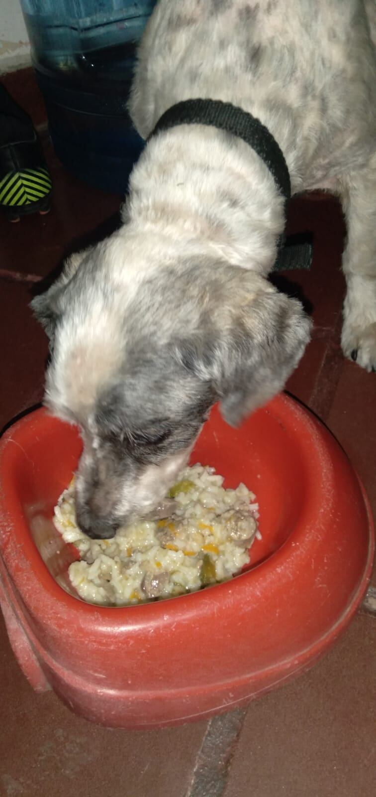 A Lázaro le gusta tanto la comida que le prepara su mamá que deja el plato limpio.