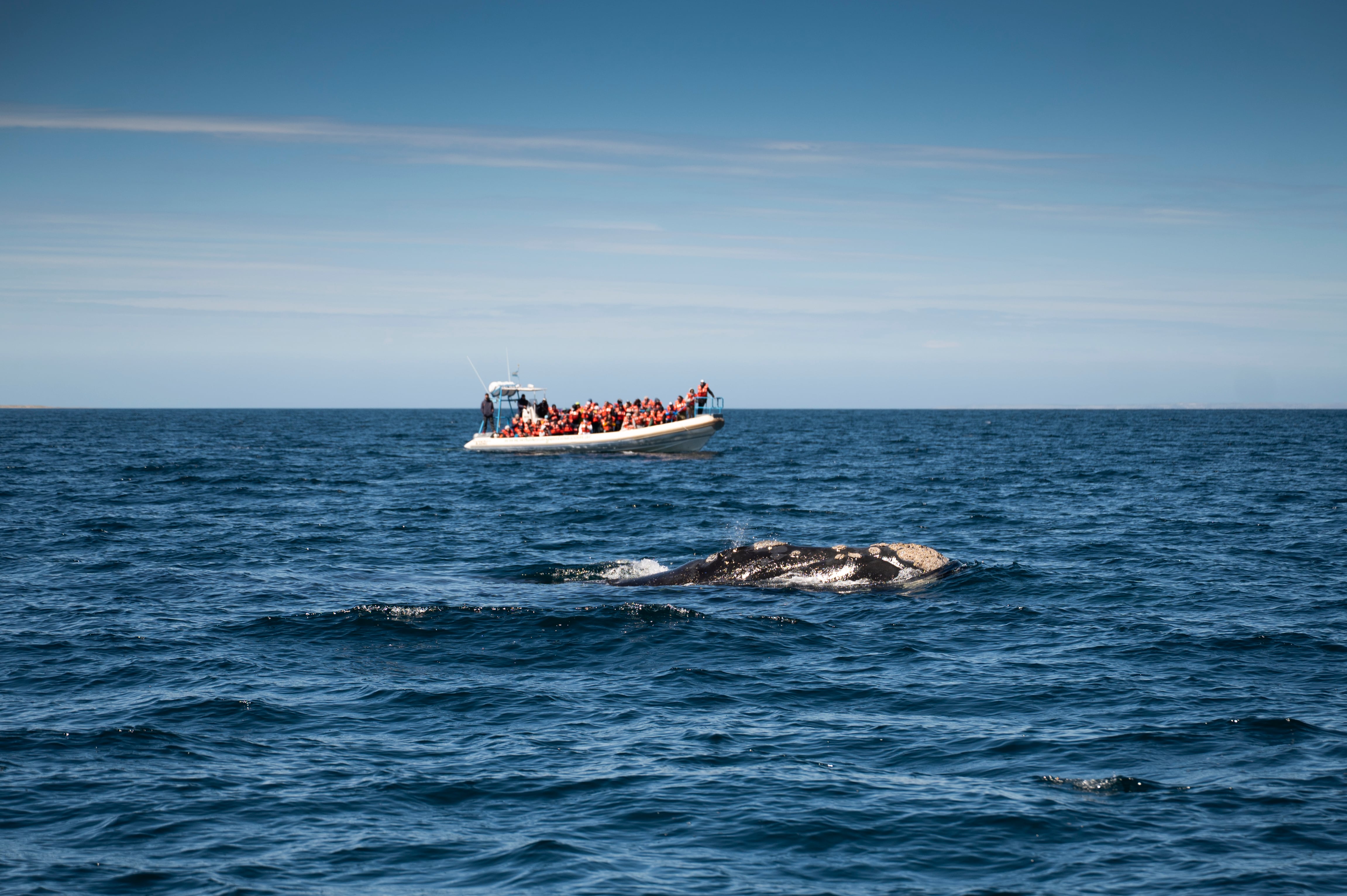 Con Hydro Sport se puede hacer avistaje de ballenas en Puerto Pirámides