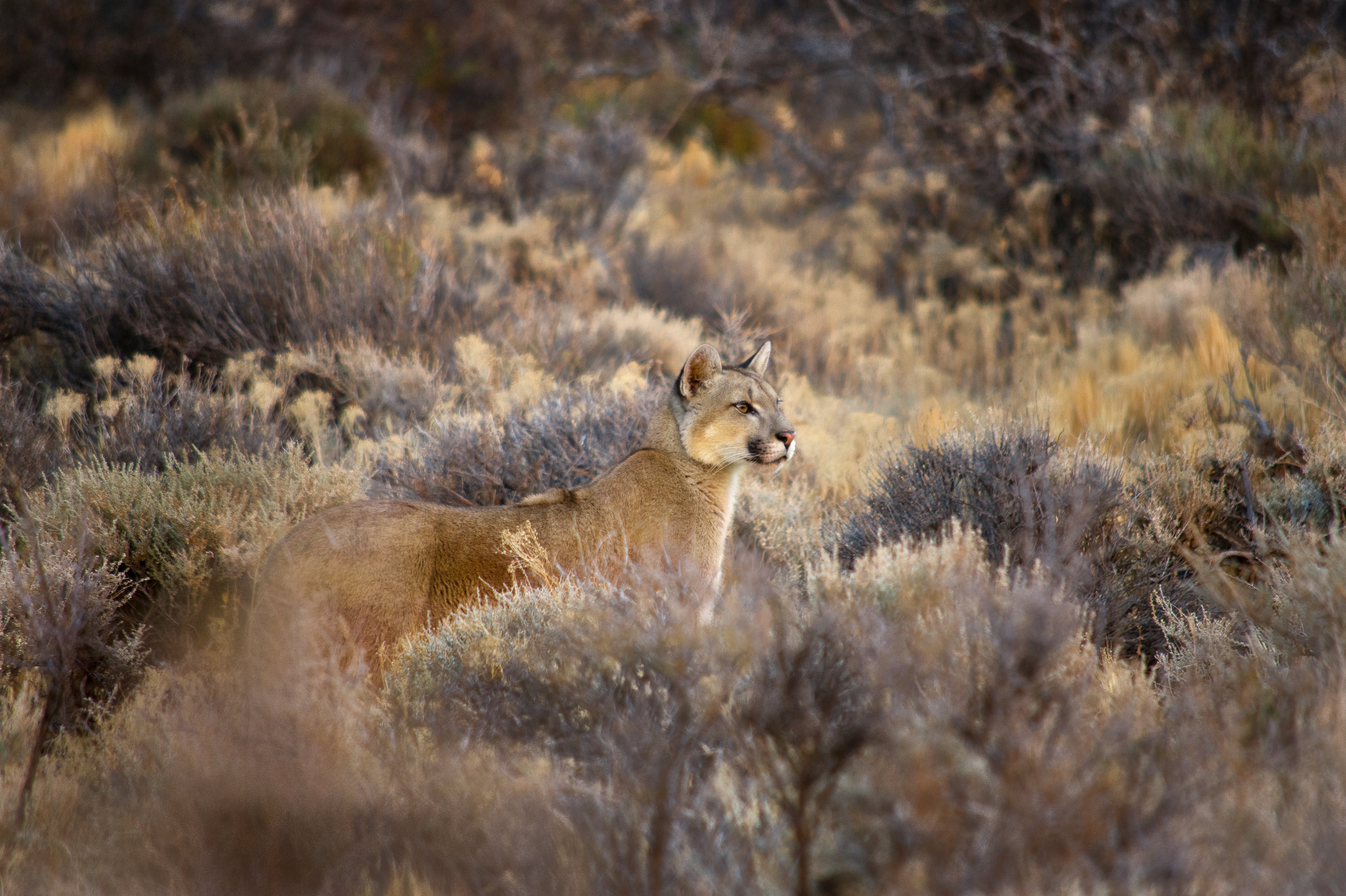 Pumas en libertad en Parque Patagonia