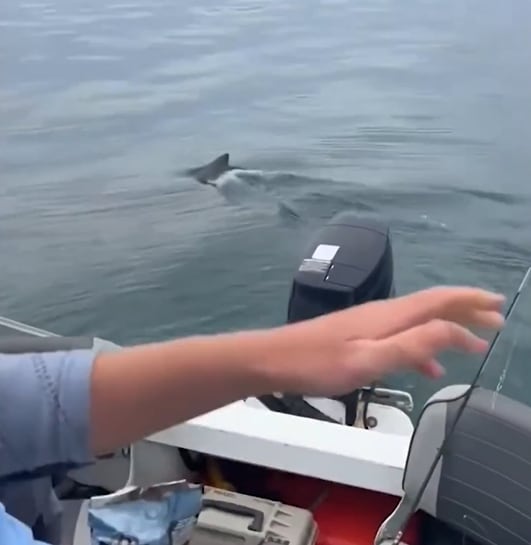 Los hombres divisaron la figura del animal moviéndose en el agua (Foto: X)