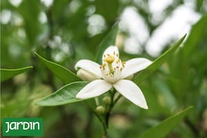 Todo el perfume de la primavera también se puede cultivar en macetas