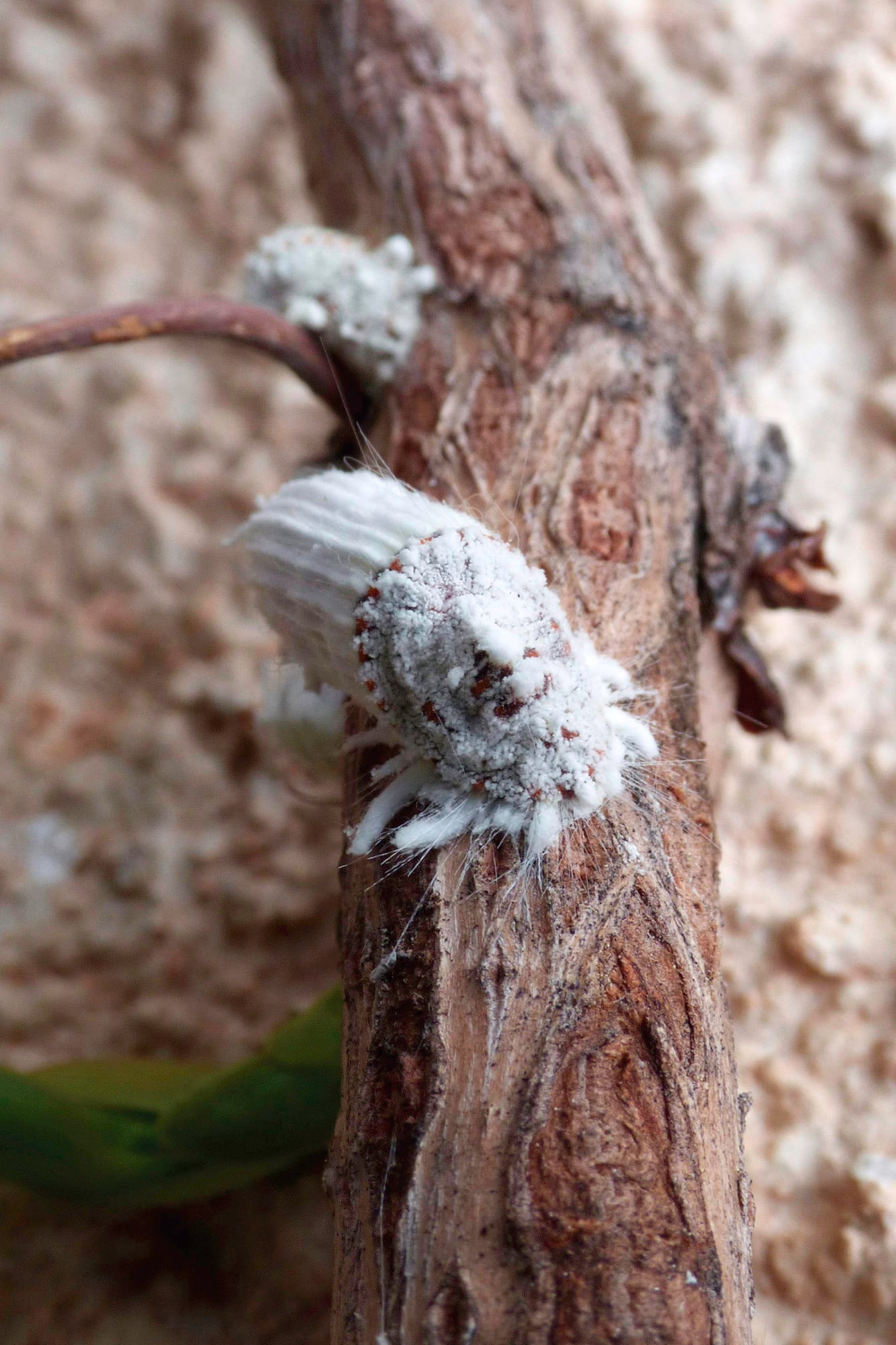 La cochinilla se alimenta de la savia de la planta causando su debilitamiento