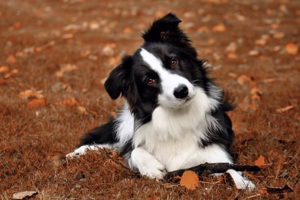 Los border collies necesitan mucho tiempo al aire libre, donde pueden correr y jugar libremente, así como participar en actividades que desafíen su mente.