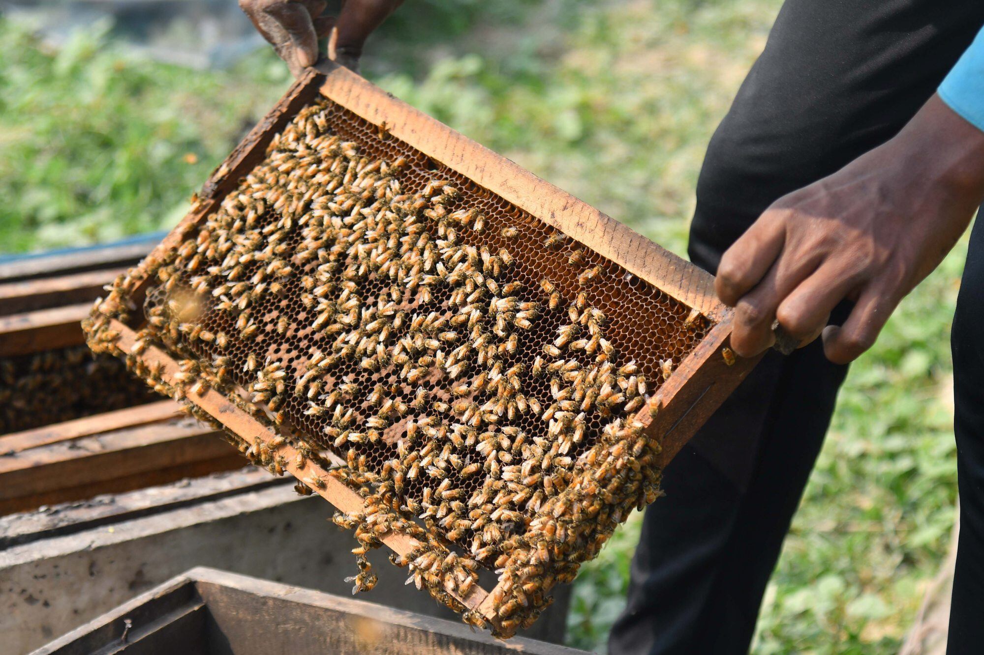 “Le hace la vida terrible”: controversia por un nuevo sistema obligatorio para los productores apícolas
