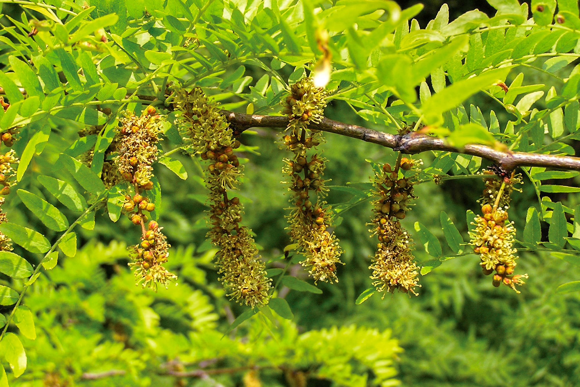 Las flores de la acacia negra aparecen agrupadas en racimos y preceden a la formación de las vainas